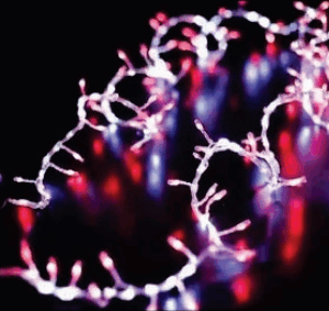Festão fio de fada 200 leds vermelho função corrida