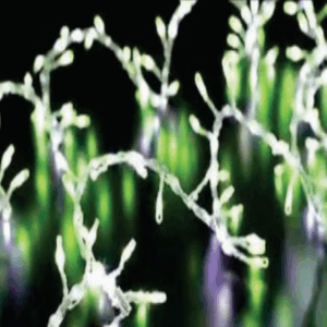 Festão fio de fada 200 leds verde função corrida