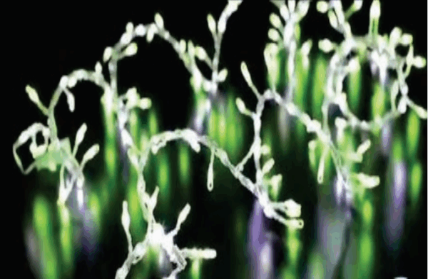 Festão fio de fada 200 leds verde função corrida