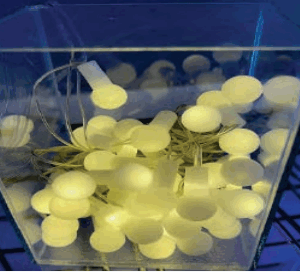 Cordão 40 Leds Bolinha warm fio verde 8f Bivolt